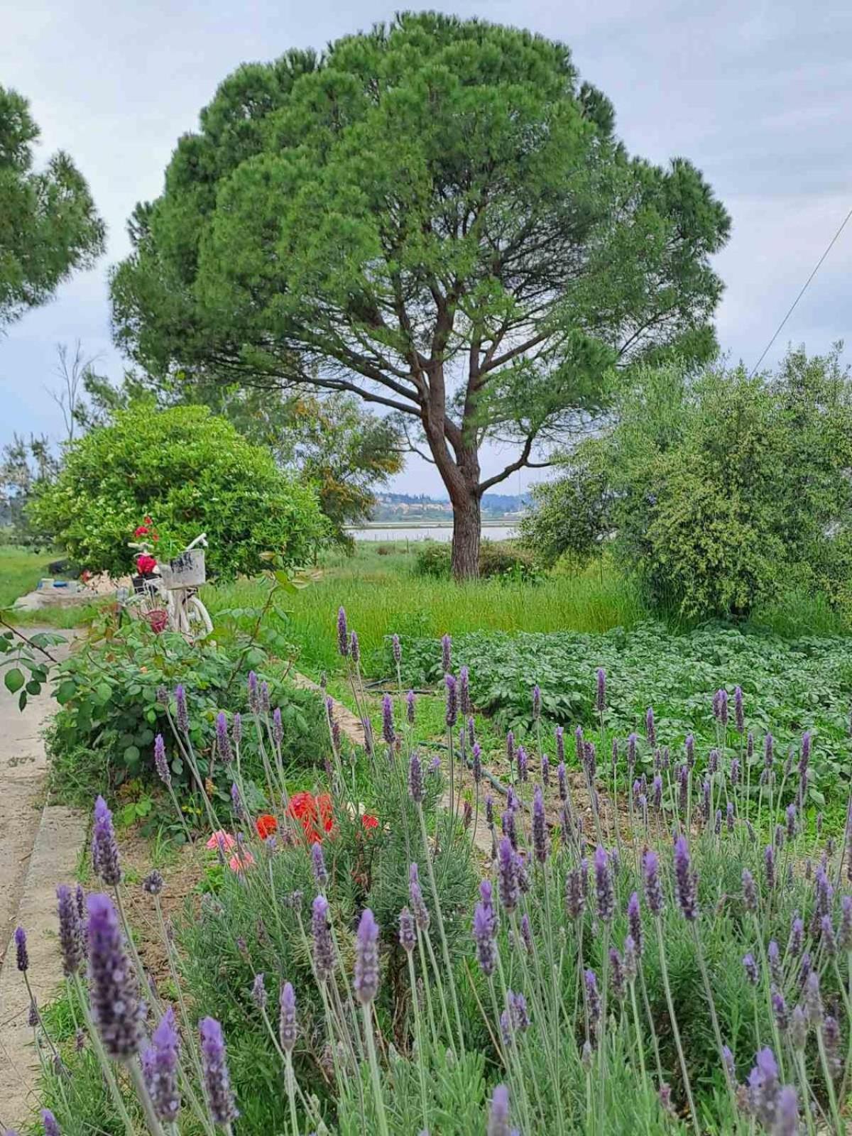 Maison Du Lac Kanoni  Bagian luar foto